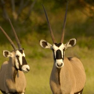 Gemsbuck