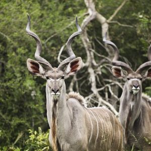 kudu-2112417__480